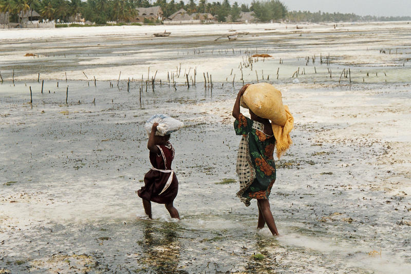 Transport of seaweeds