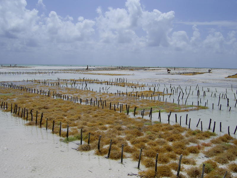 On this oriental coast, the beaches have a very weak slope, such that at low tide the sea withdraws for over one kilometer until the coral reef barrier.The transparent water of the lagoon allows for the sunlight to penetrate and its temperature is close to 30°C. These are ideal conditions for red seaweed algae (euchema) to develop and increase their size by 10% a day, i.e. double their size in a week