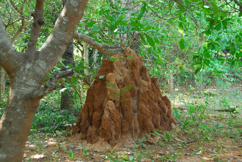 A termites' nest on the island of Soga