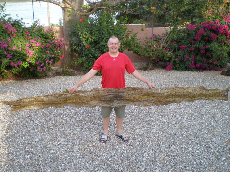 Skin of python