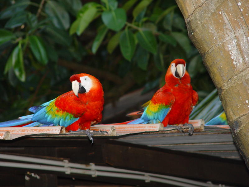 Local parrots