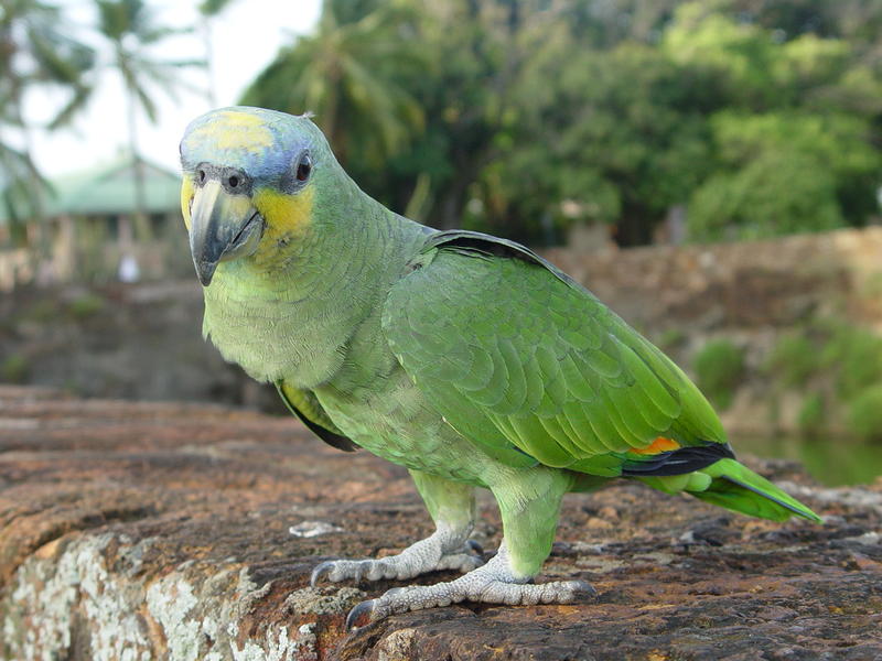 Local parot