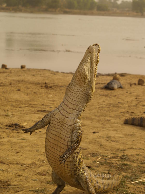 Visit of the lake in the crocodile - Bazoulé