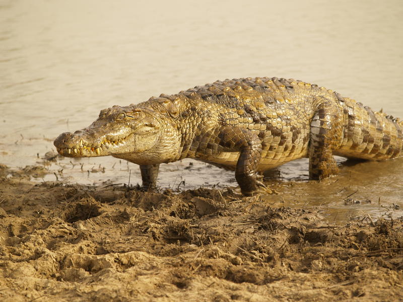 Visit of the lake in the crocodile - Bazoulé
