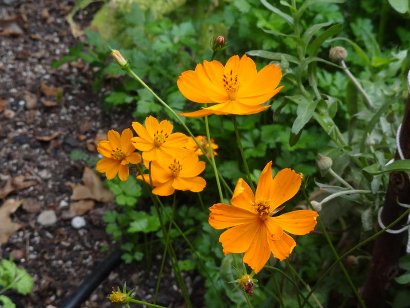 Picture of my garden